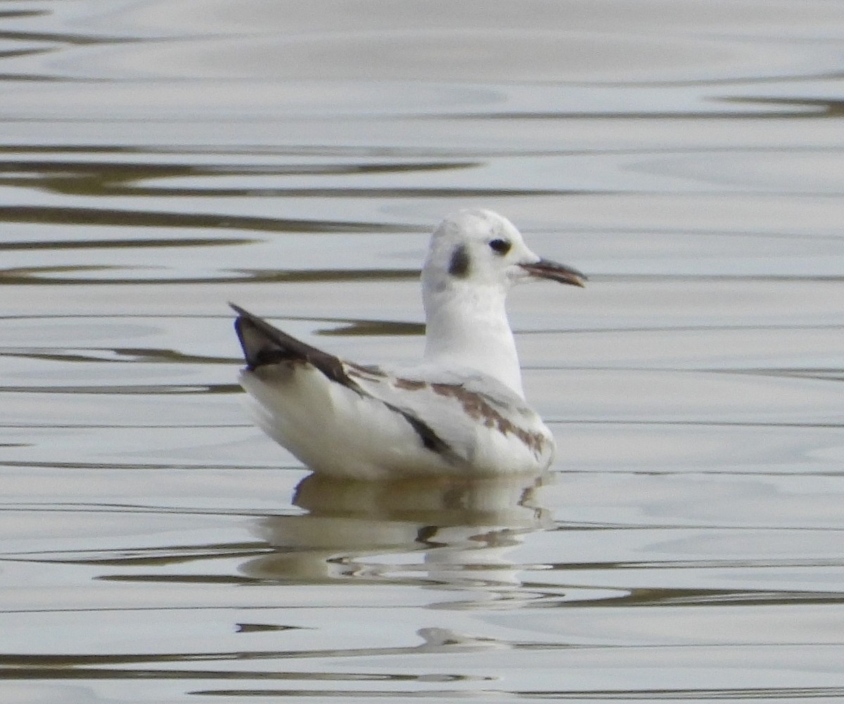 Bonaparte's Gull - ML549792821