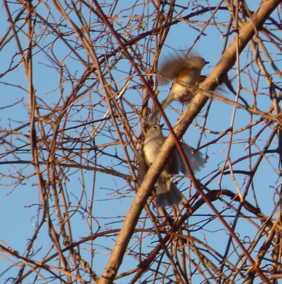 Tufted Titmouse - Mary  McMahon