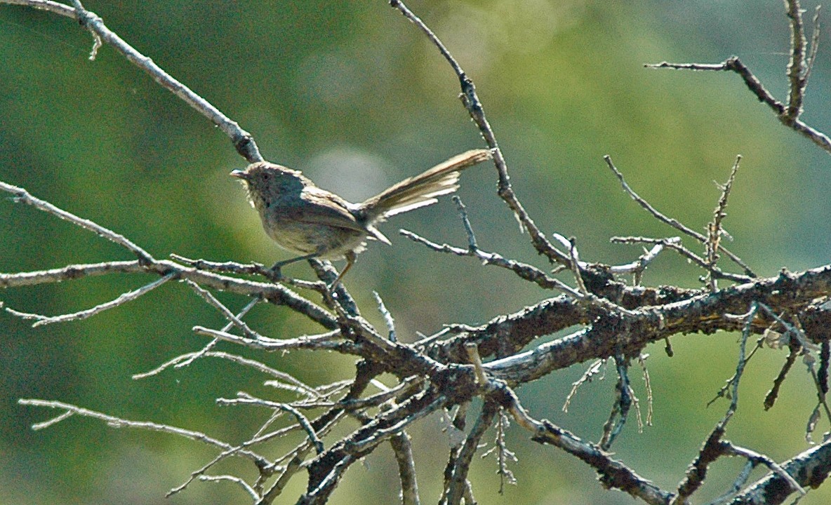 Wrentit - ML549794211
