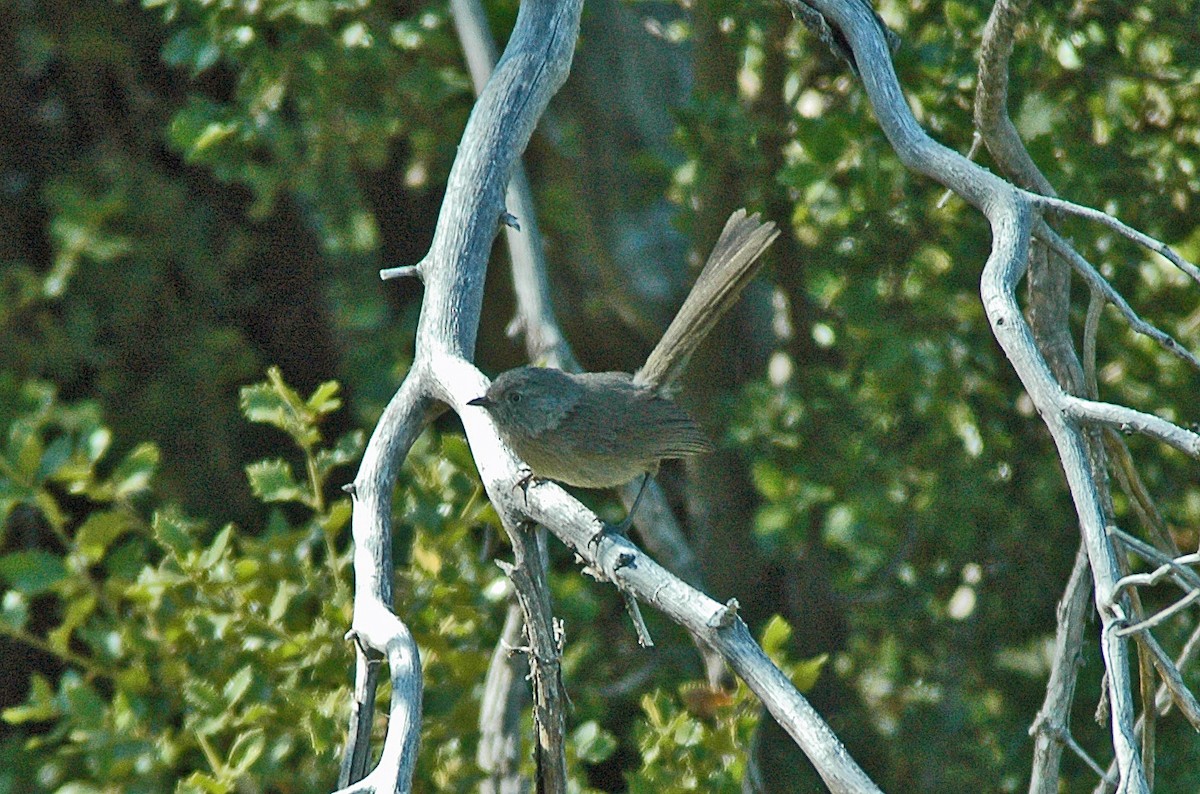 Wrentit - ML549794221