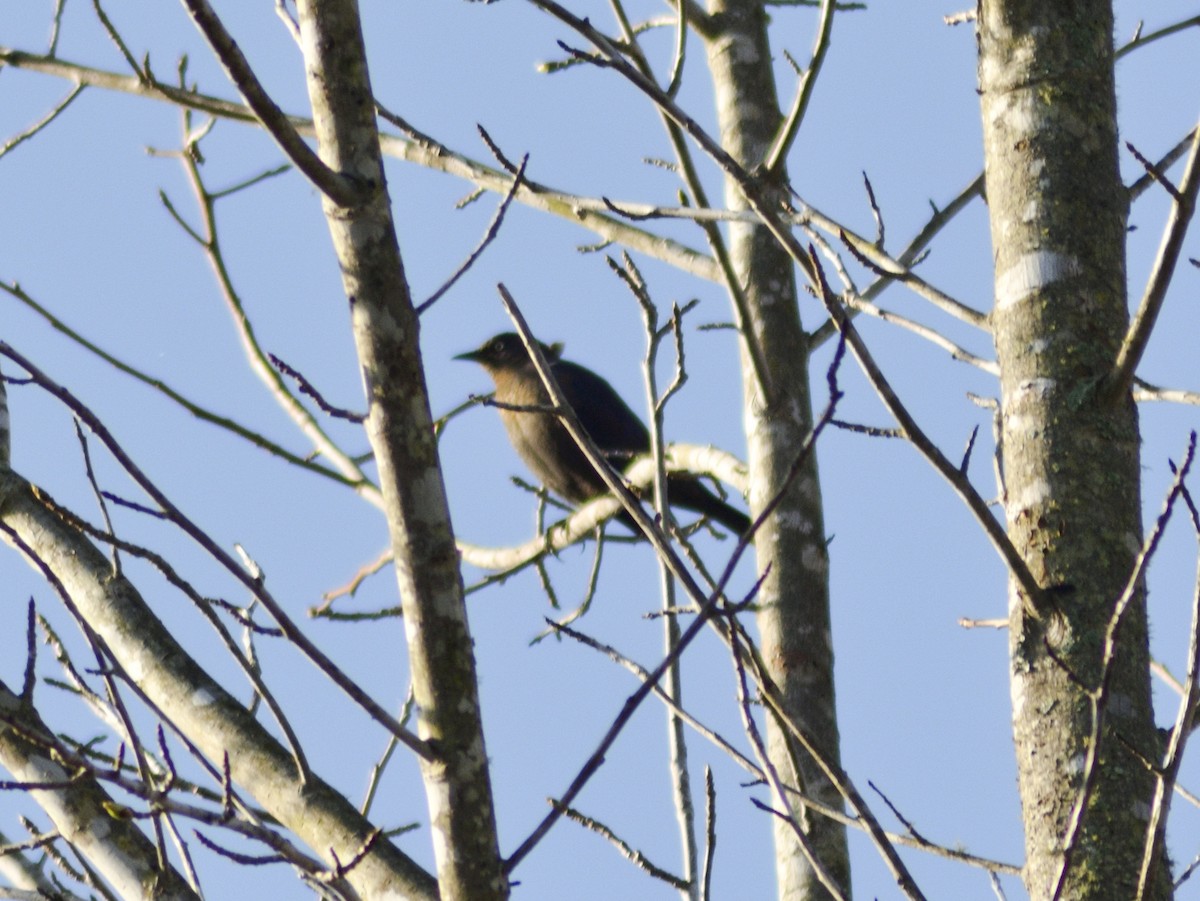 Rusty Blackbird - crawford wilson