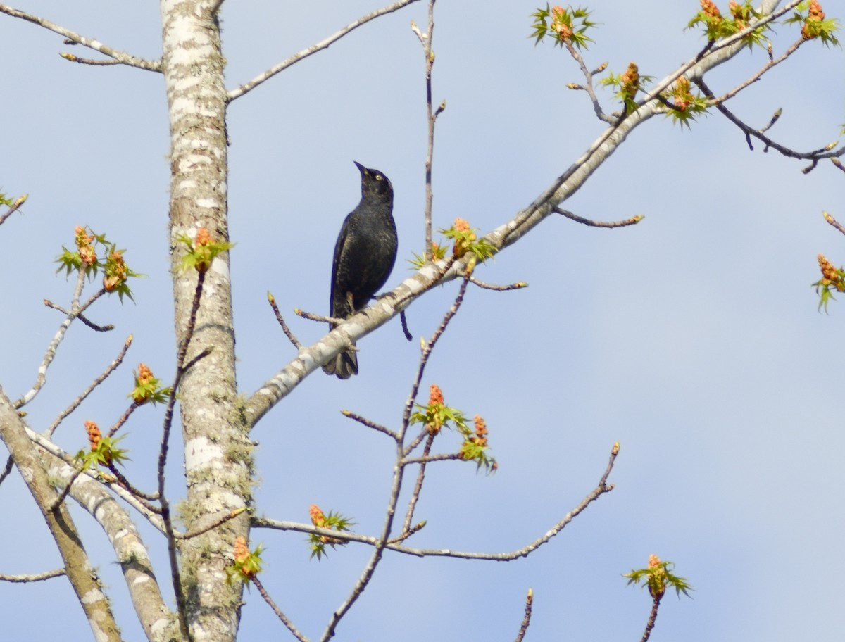 Rusty Blackbird - crawford wilson