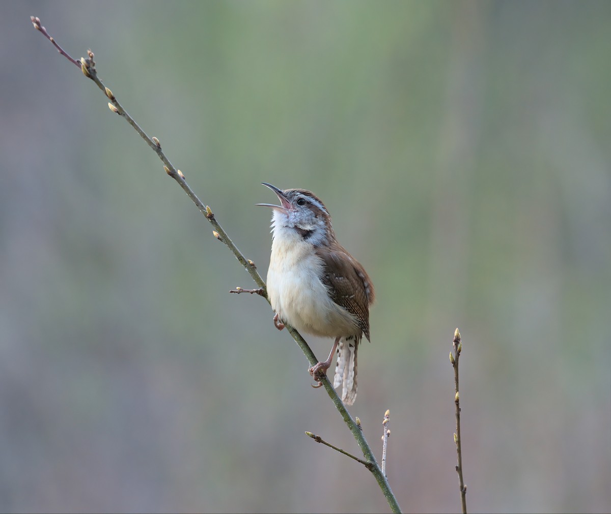 Carolina Wren - ML549795231
