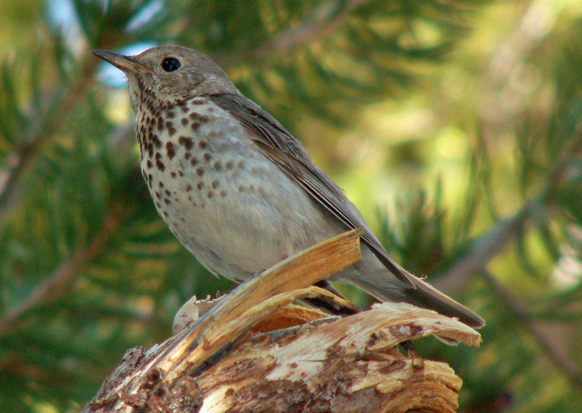Hermit Thrush - ML549795351