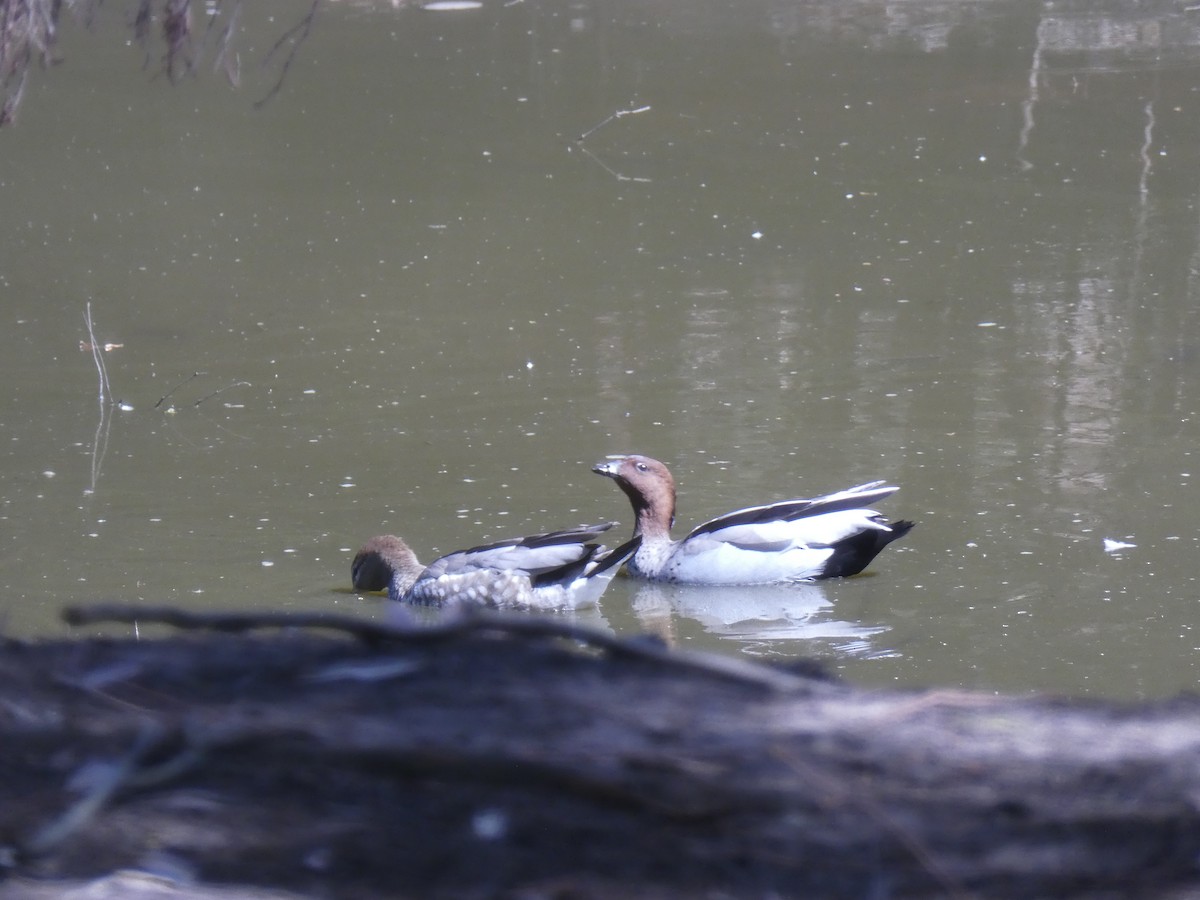 Maned Duck - Oli Bailey