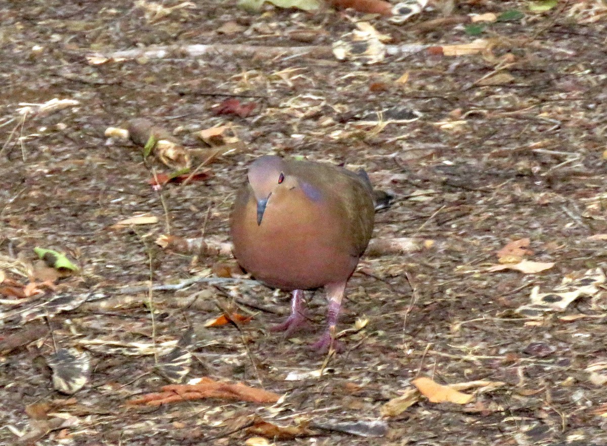 Zenaida Dove - Thomas Hinnebusch