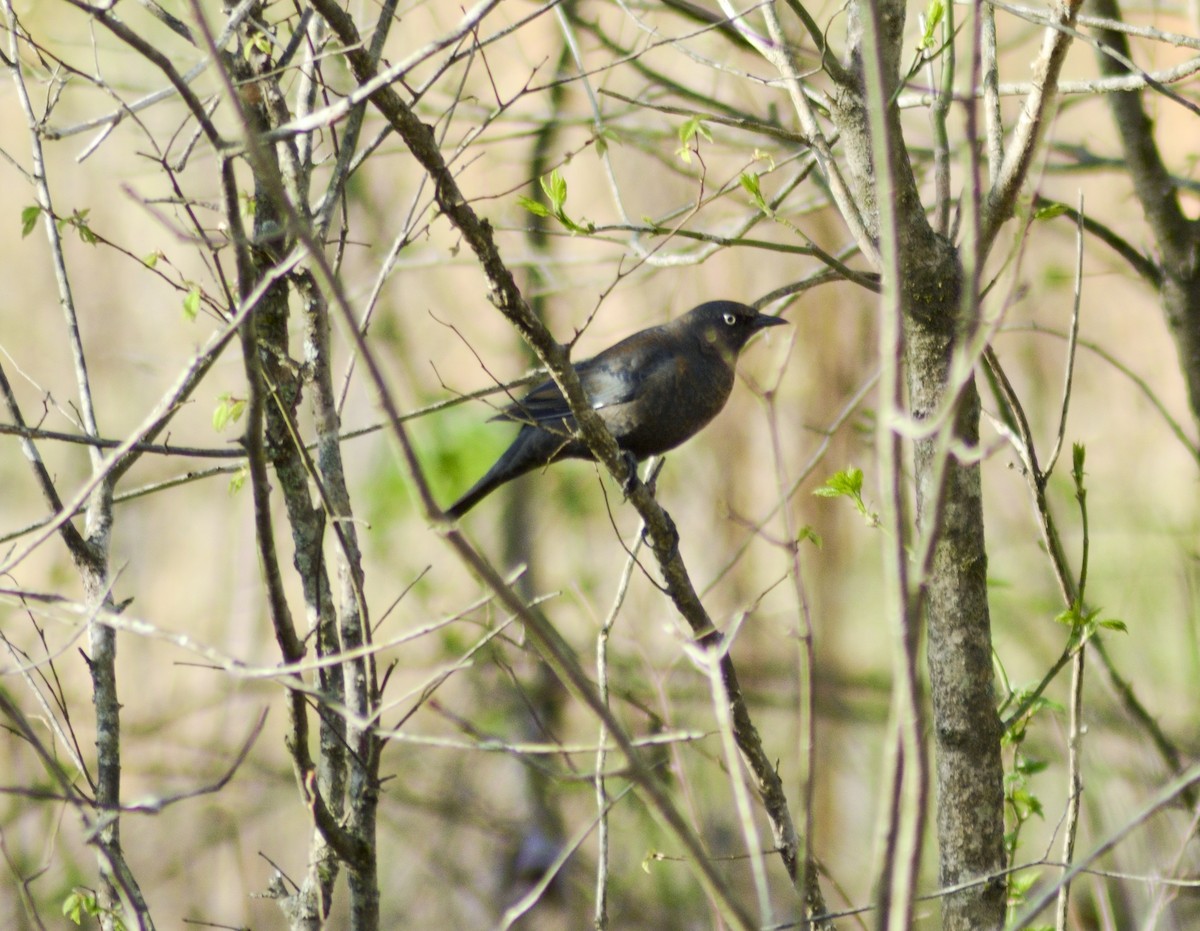 Rusty Blackbird - crawford wilson