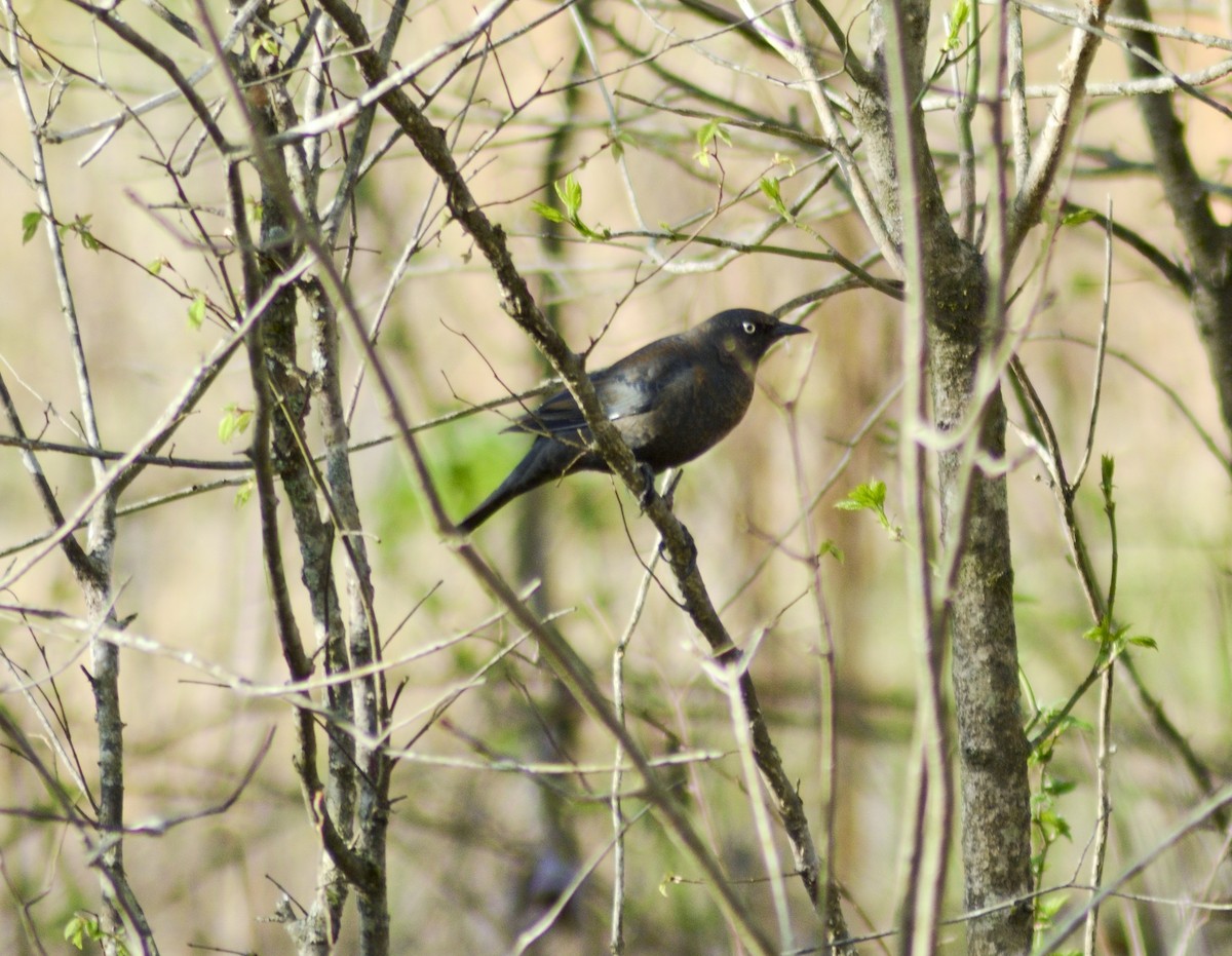 Rusty Blackbird - ML549796661