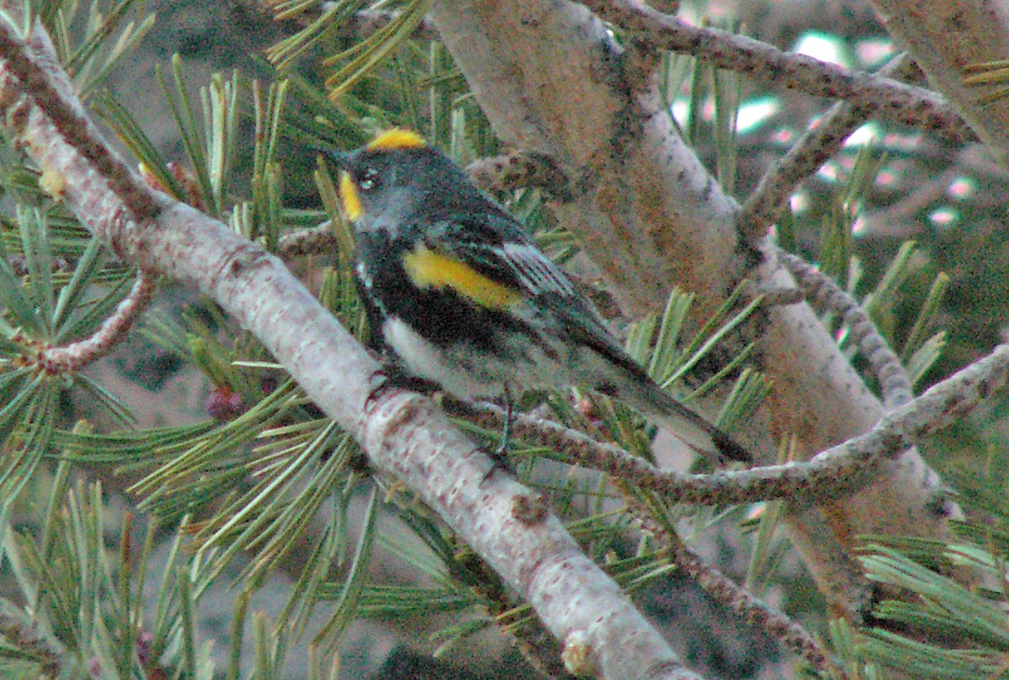 Yellow-rumped Warbler (Audubon's) - ML549797341