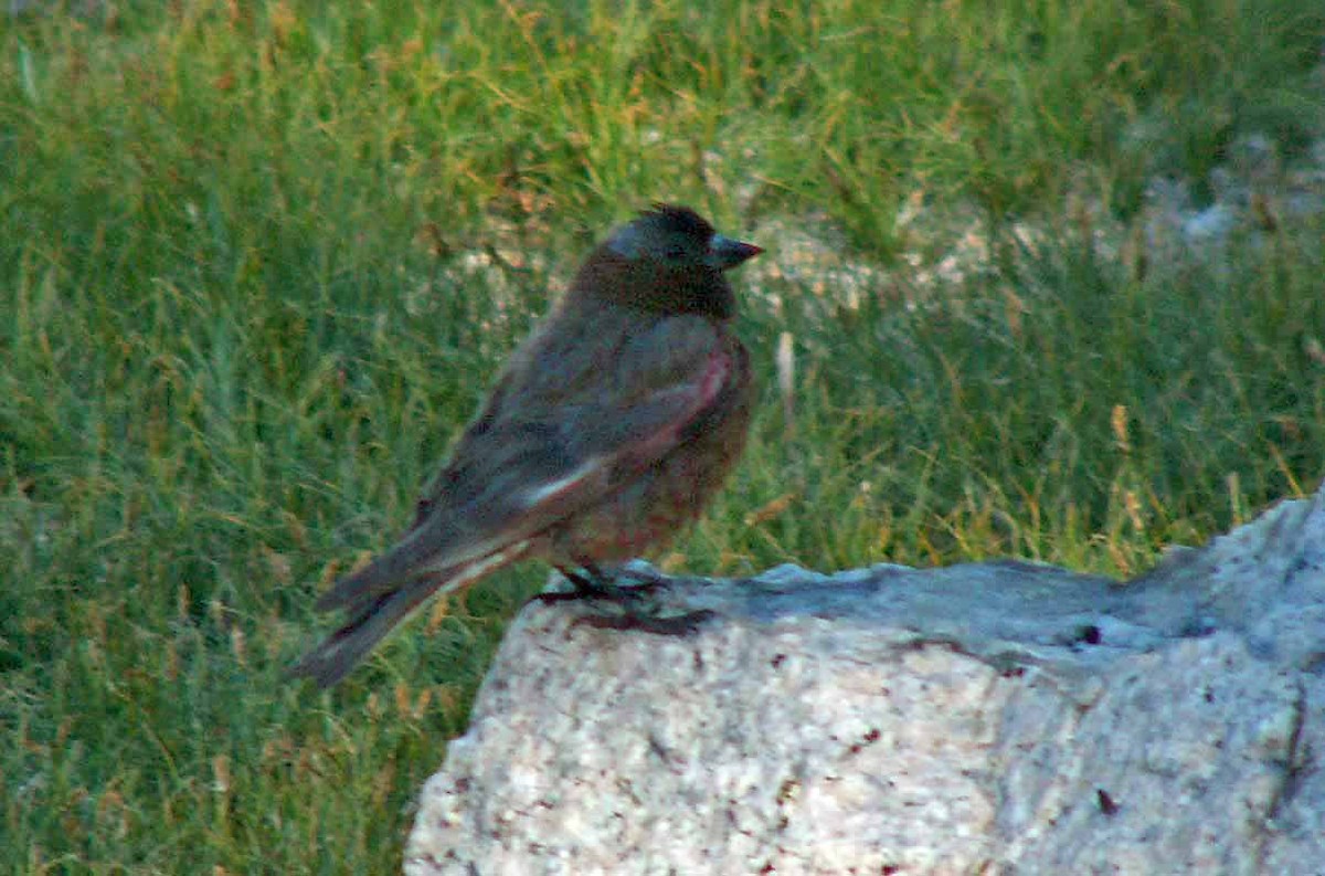 Gray-crowned Rosy-Finch - ML549797631