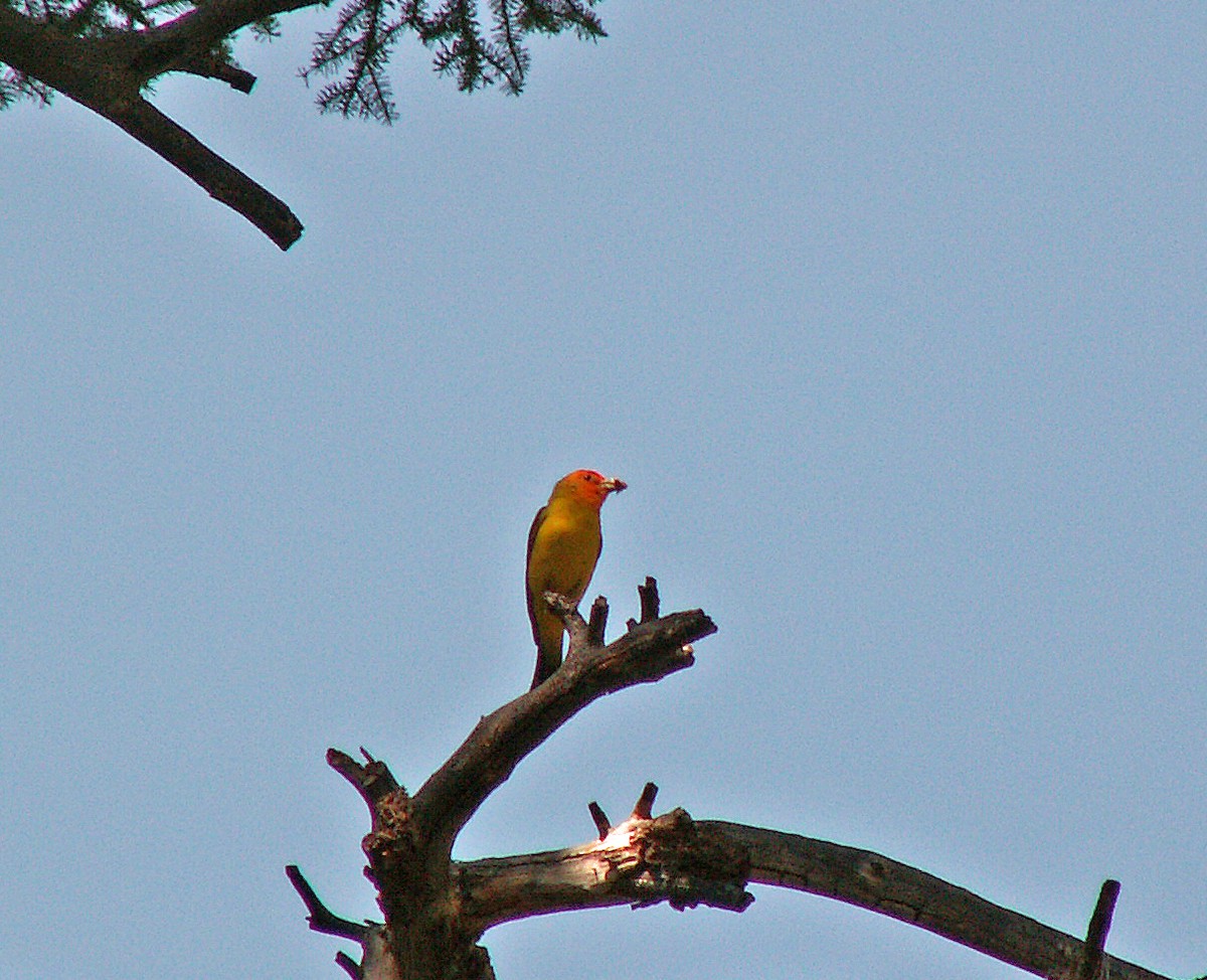 Western Tanager - ML549797841