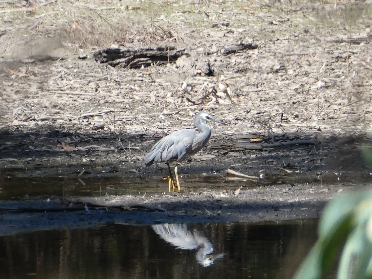 White-faced Heron - ML54979791