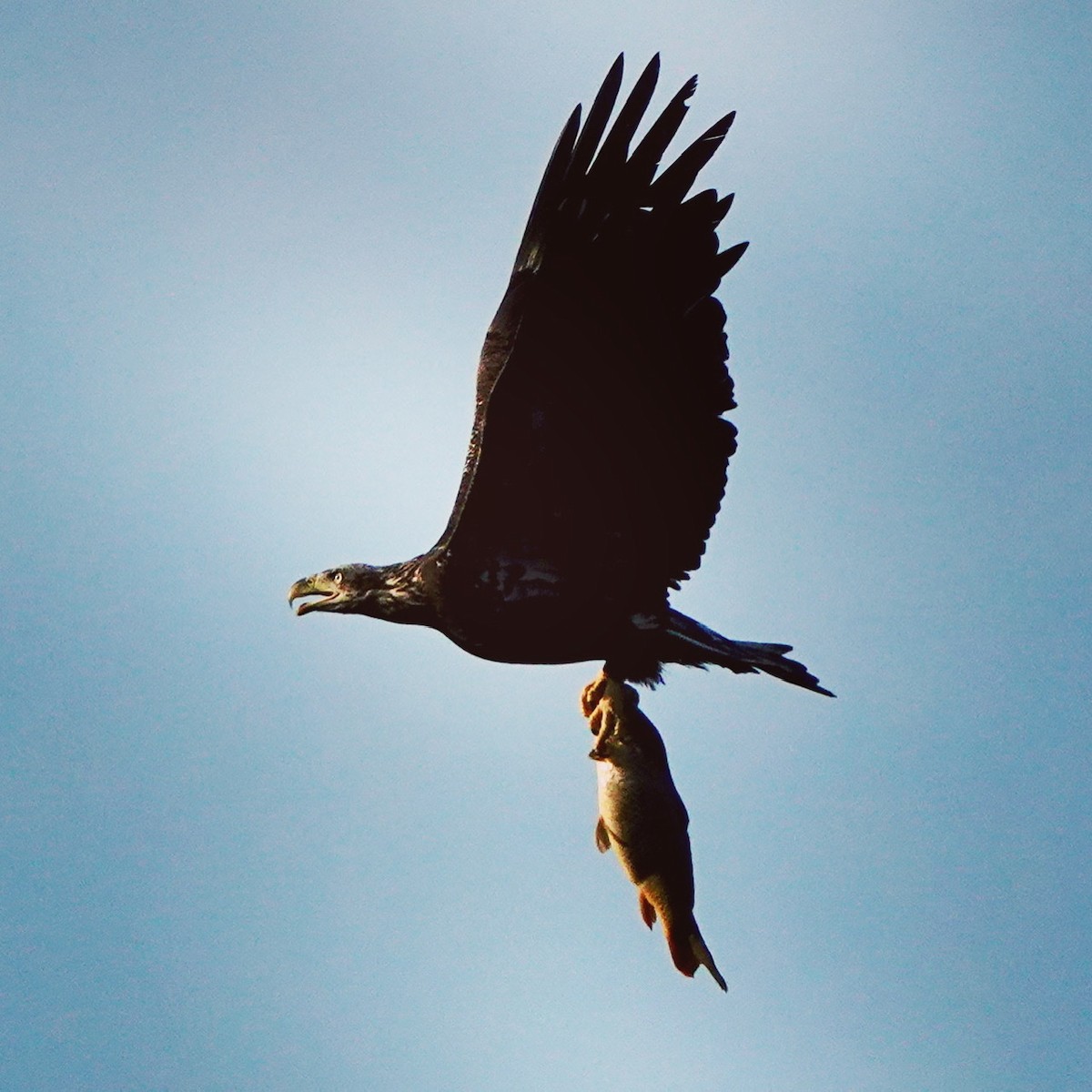 Bald Eagle - Fleeta Chauvigne