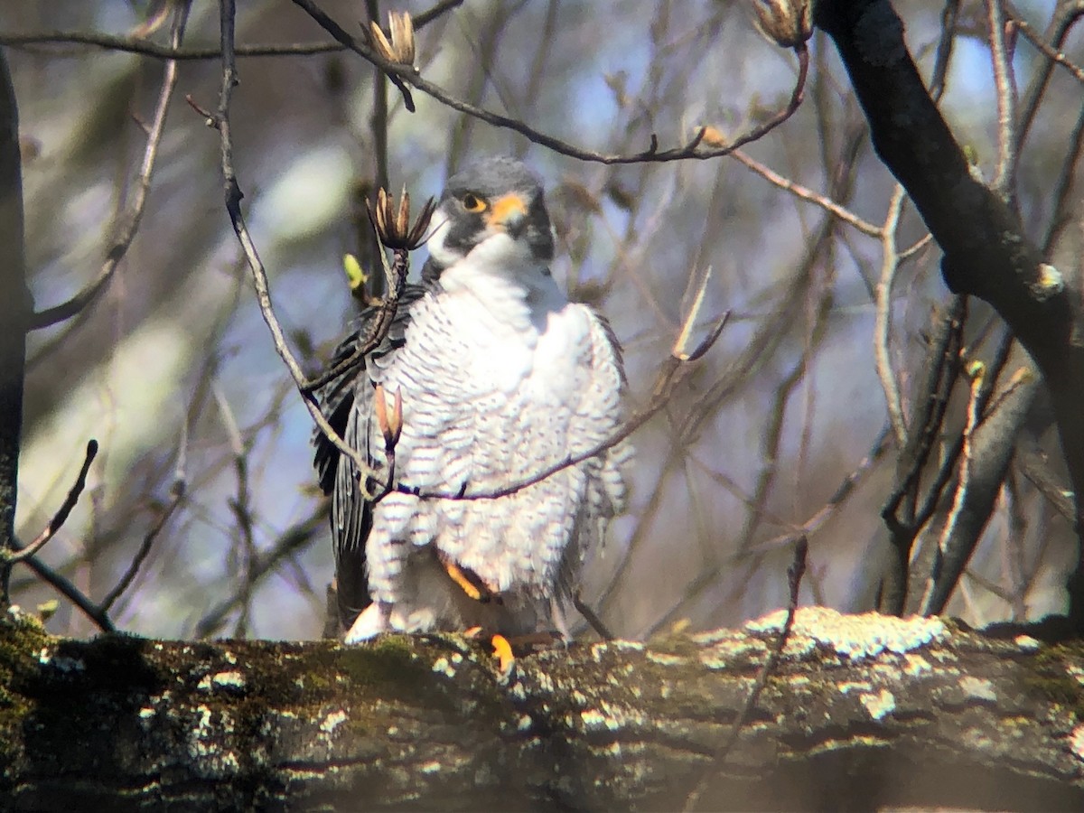 Peregrine Falcon - ML549798371