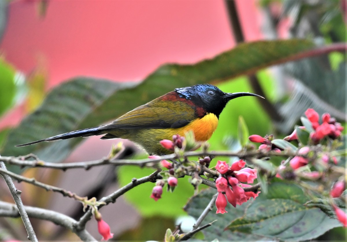 Green-tailed Sunbird - ML549799121