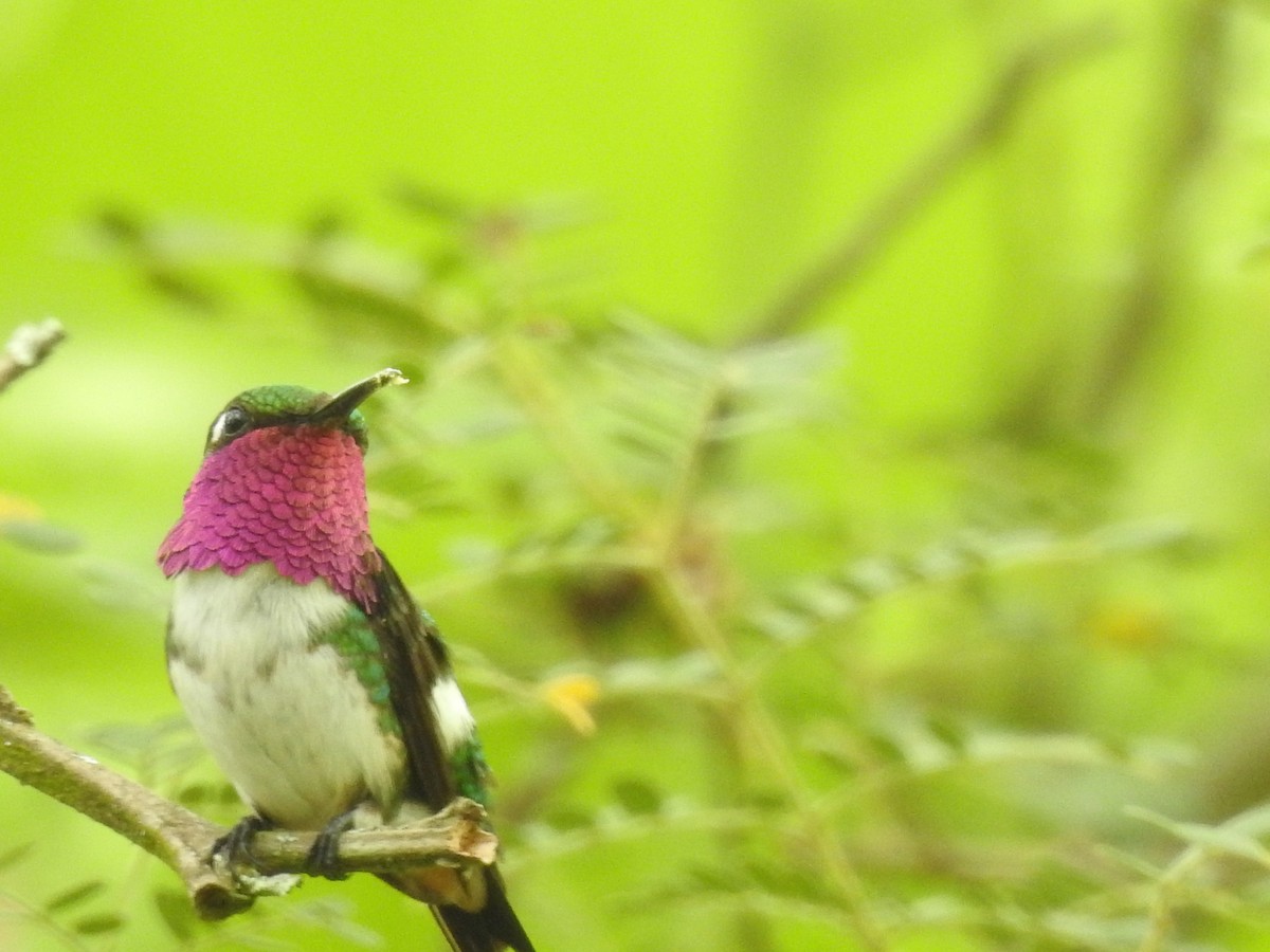 Colibrí de Esmeraldas - ML549799291