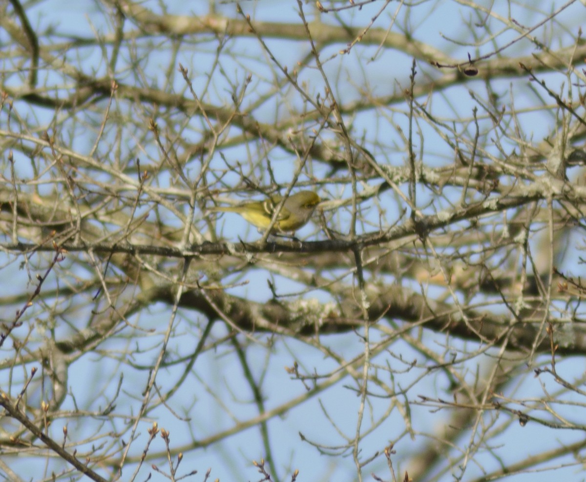 White-eyed Vireo - ML549799371