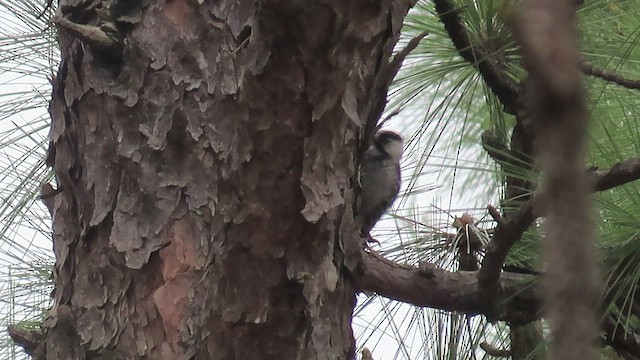 Red-cockaded Woodpecker - ML549800081