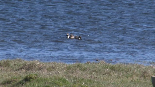 Northern Pintail - ML549800991