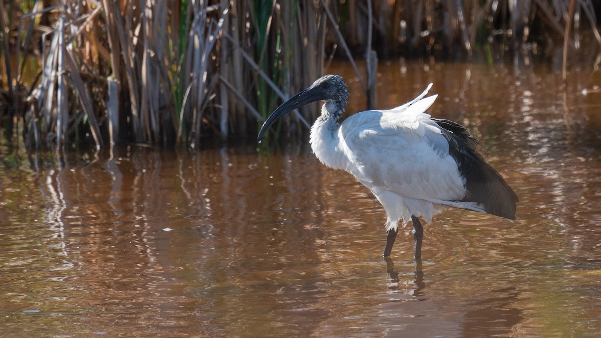 African Sacred Ibis - Javier Cotin