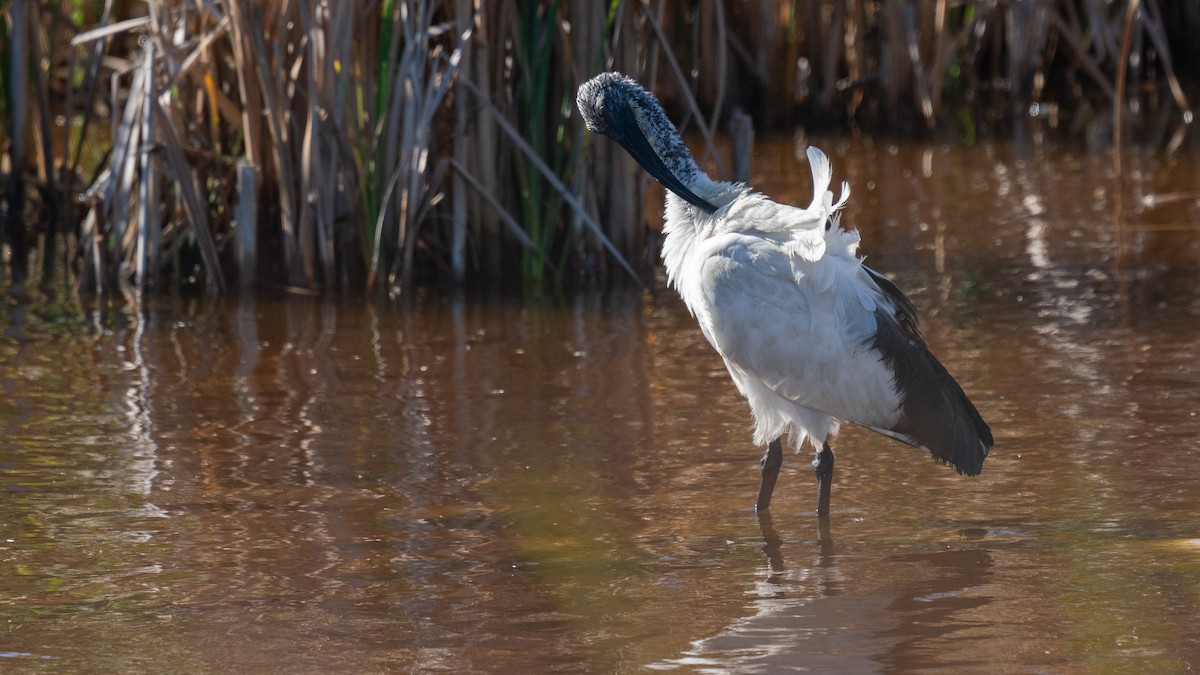 African Sacred Ibis - Javier Cotin