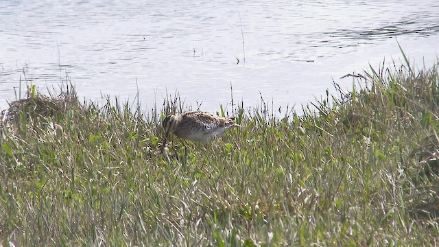 Common Snipe - ML549801171