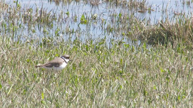 Little Ringed Plover - ML549801191