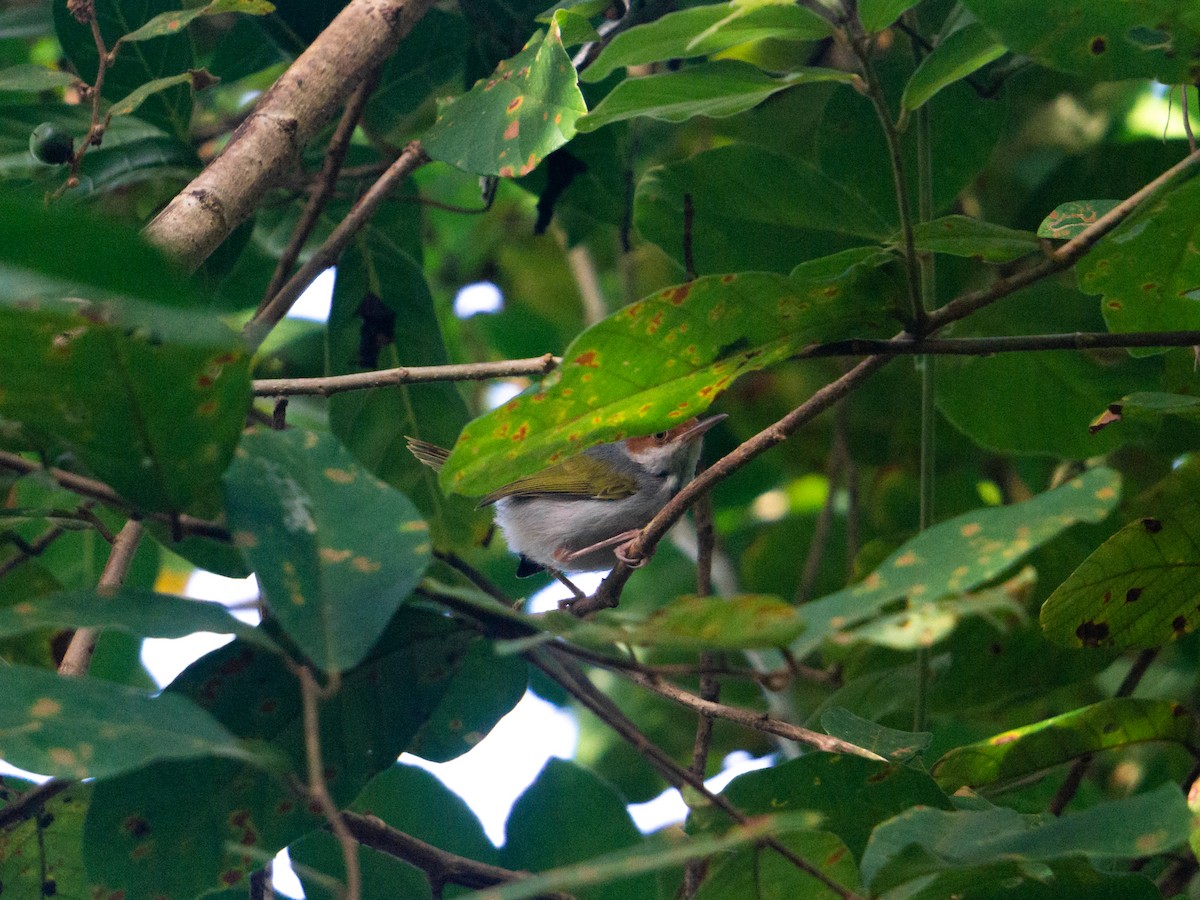 Visayan Tailorbird - ML549801981