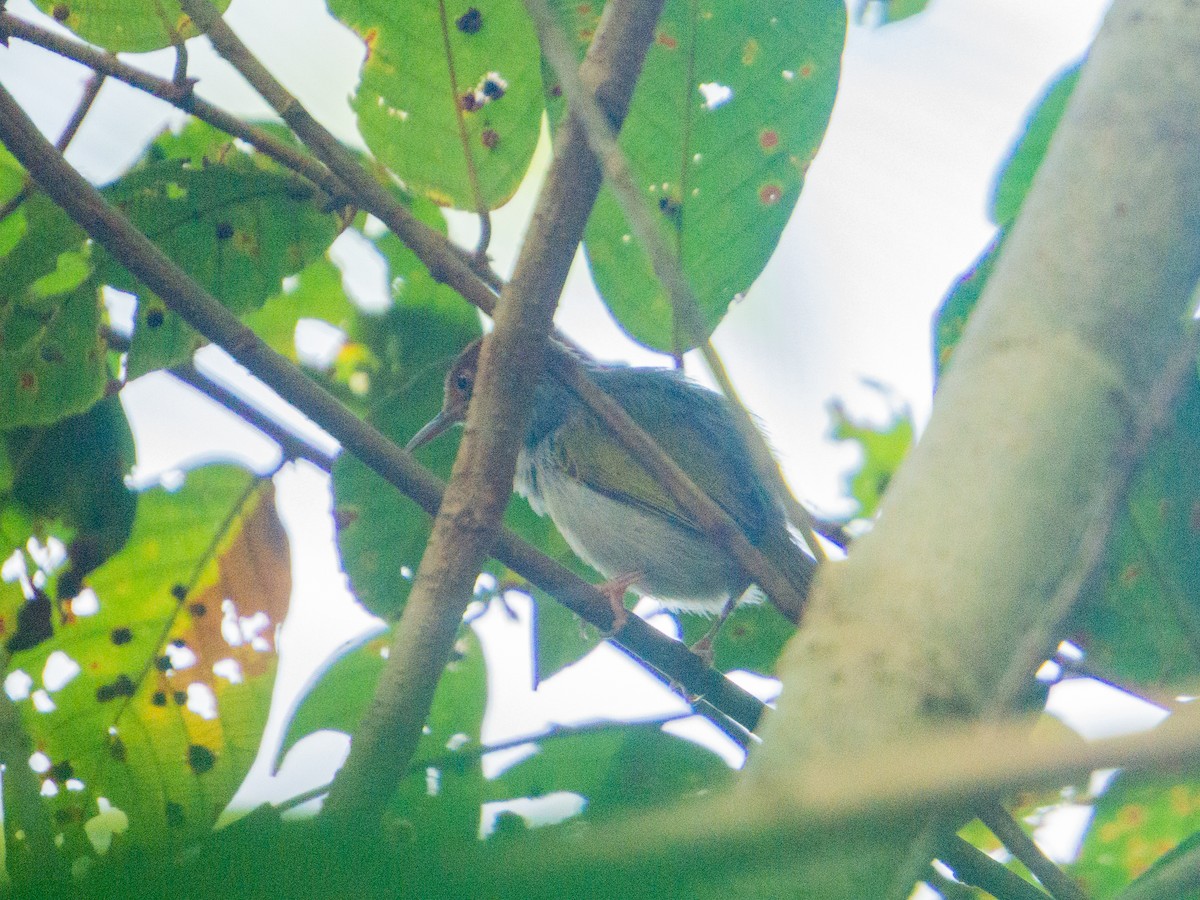 Visayan Tailorbird - ML549801991