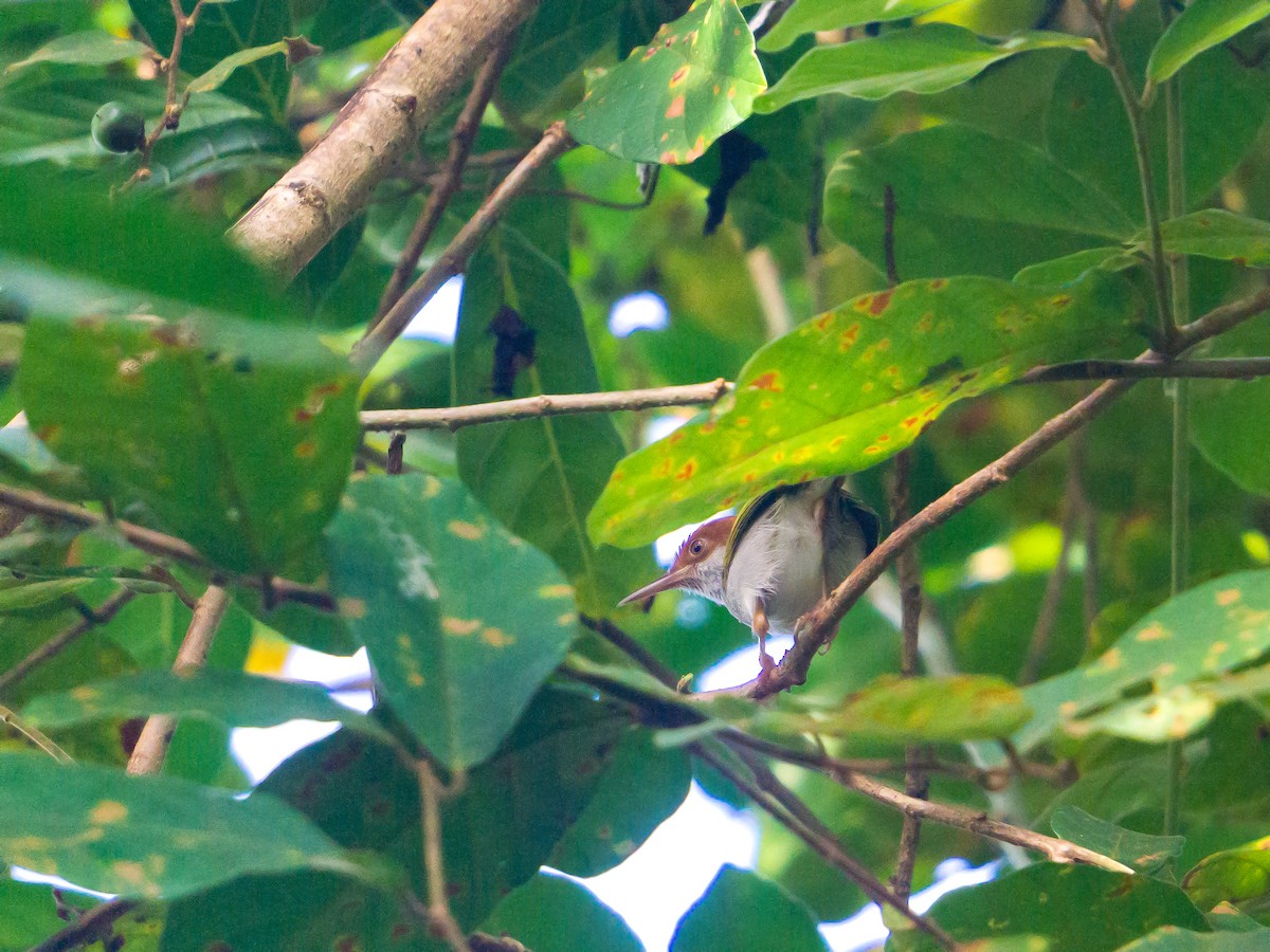 Visayan Tailorbird - ML549802011