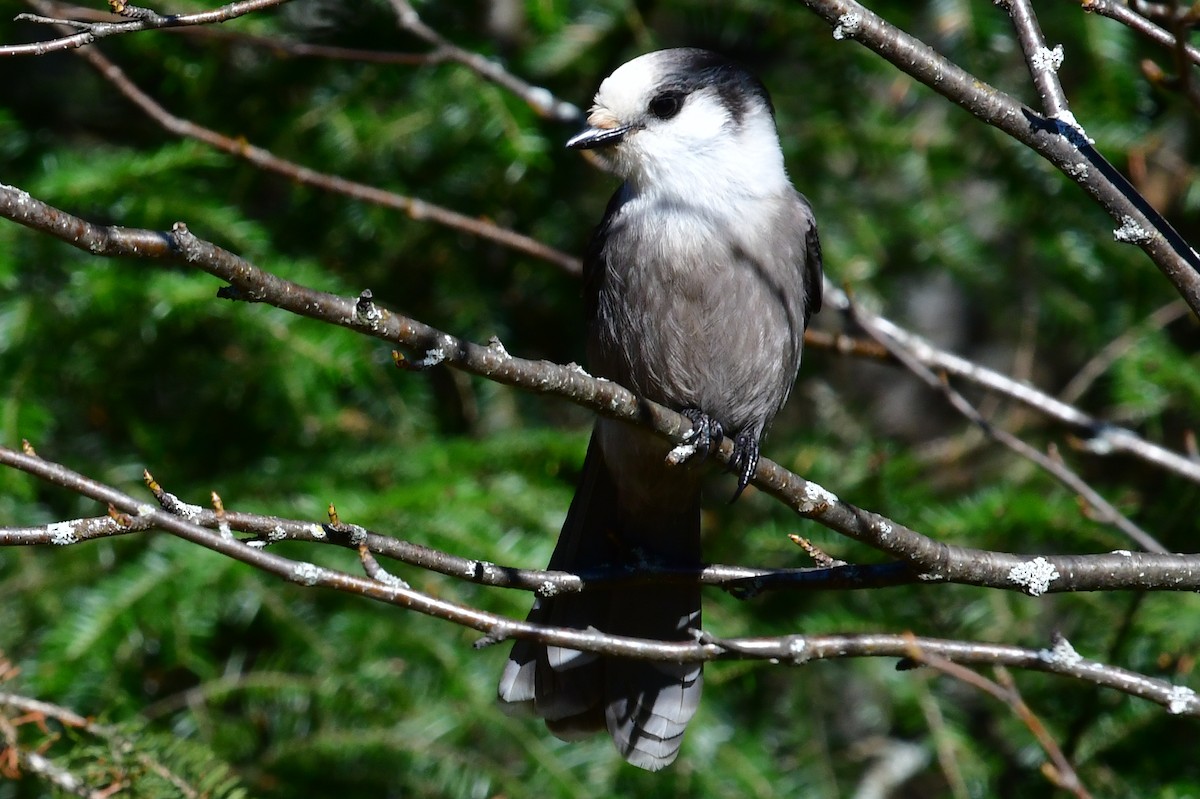 Canada Jay - ML549802771