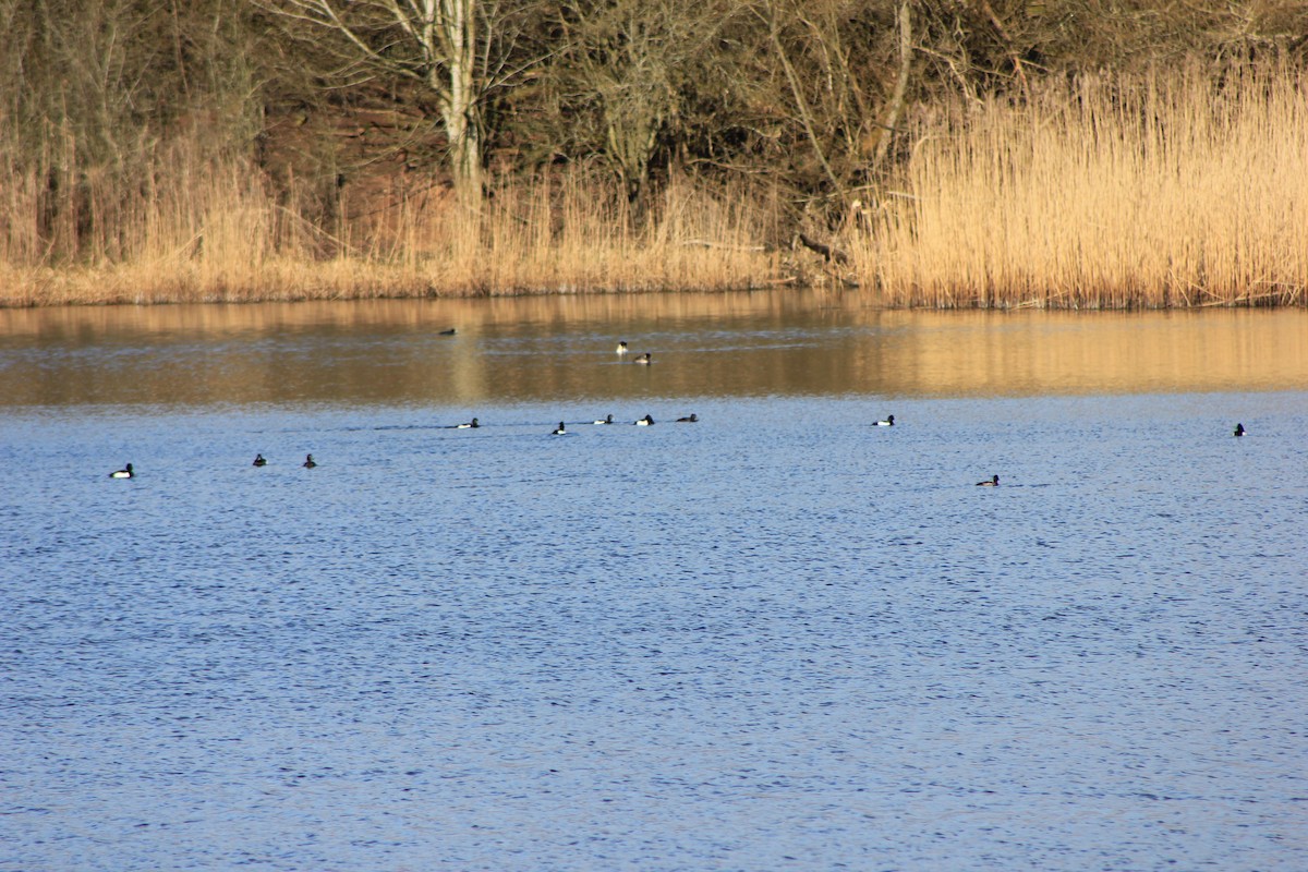 鳳頭潛鴨 - ML549802931