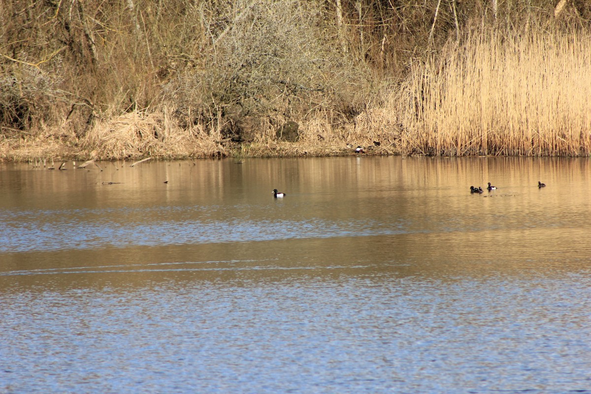 Northern Shoveler - ML549803301