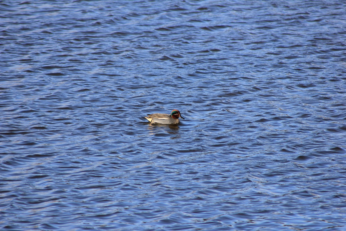 Green-winged Teal (Eurasian) - Edgar Joly