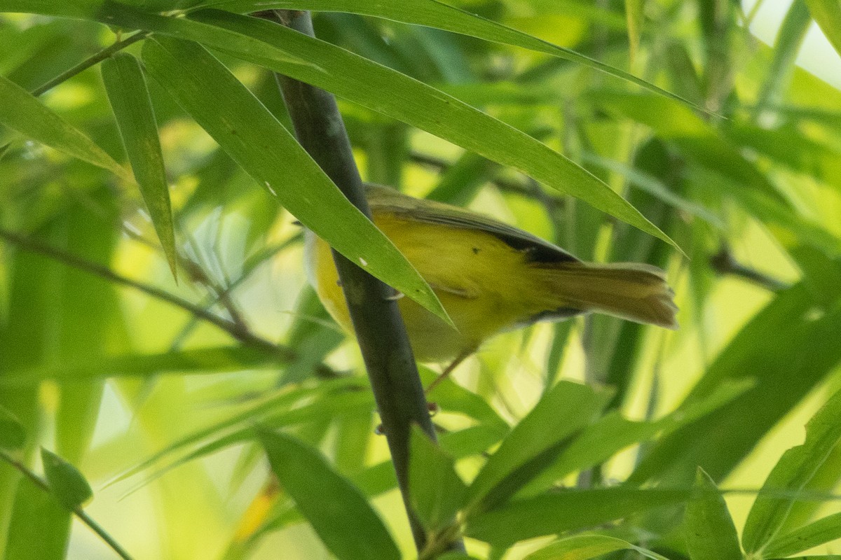 Mountain Tailorbird - Ilya Povalyaev