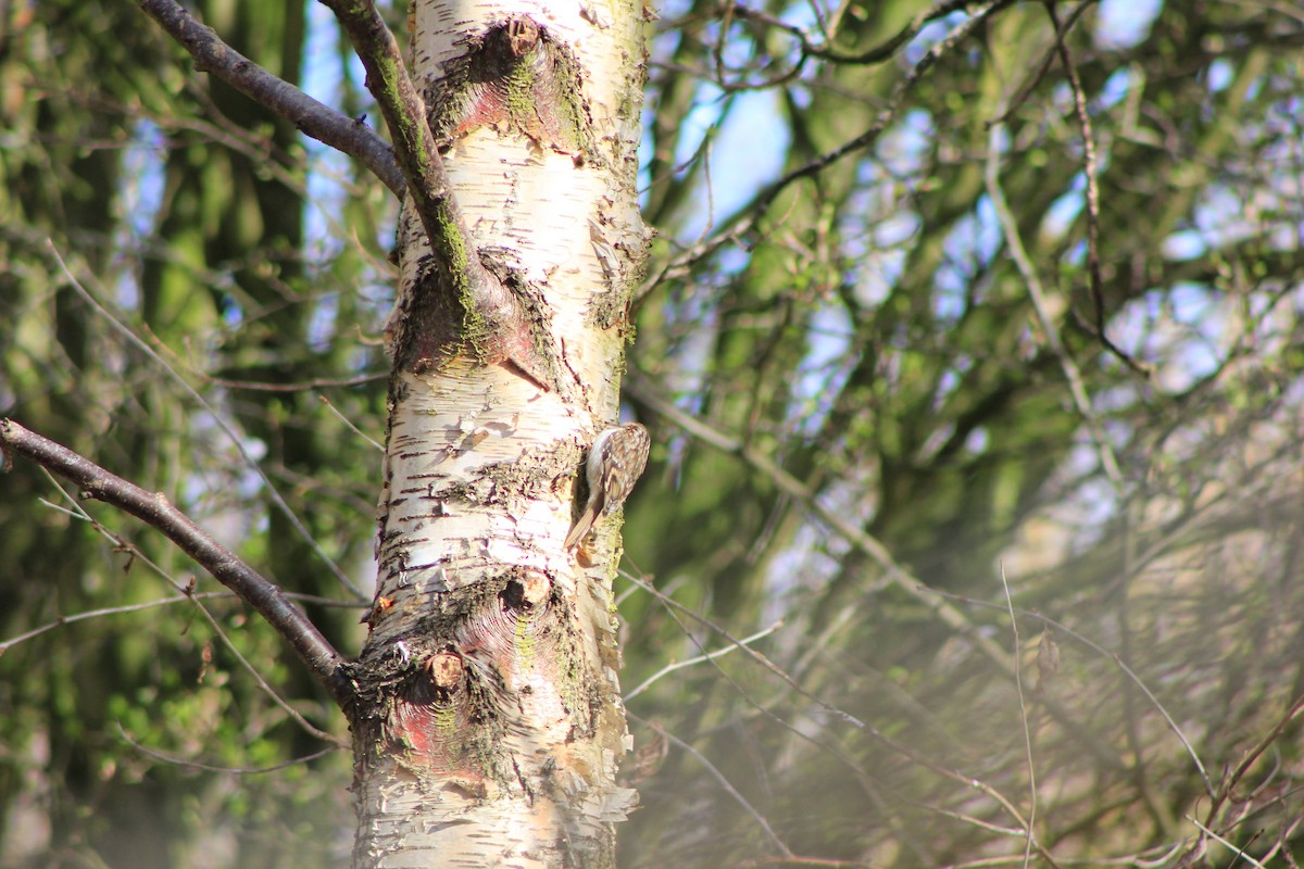 Eurasian Treecreeper - ML549804561