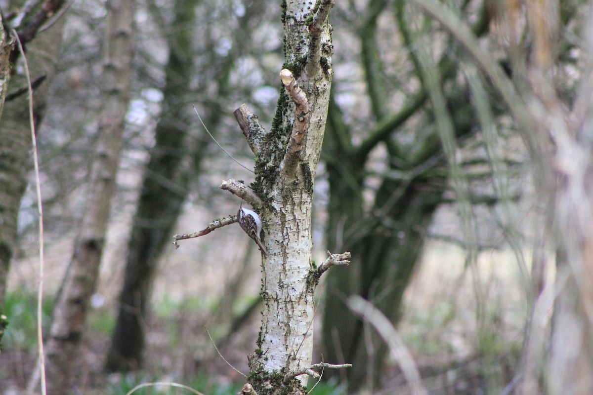 Eurasian Treecreeper - ML549804581