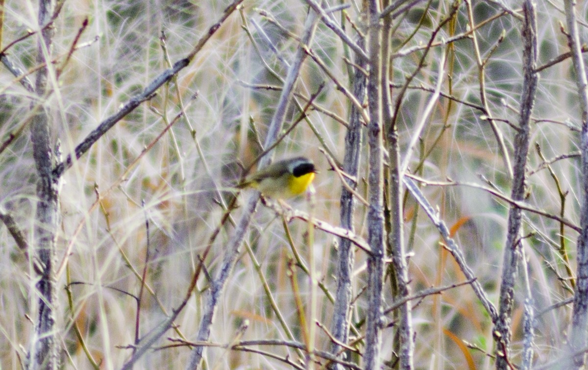 Common Yellowthroat - ML549804871