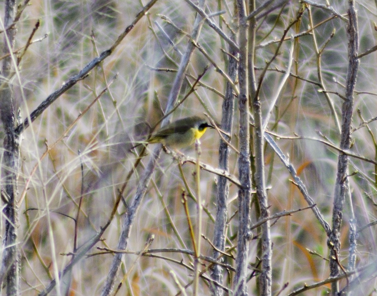 Common Yellowthroat - crawford wilson