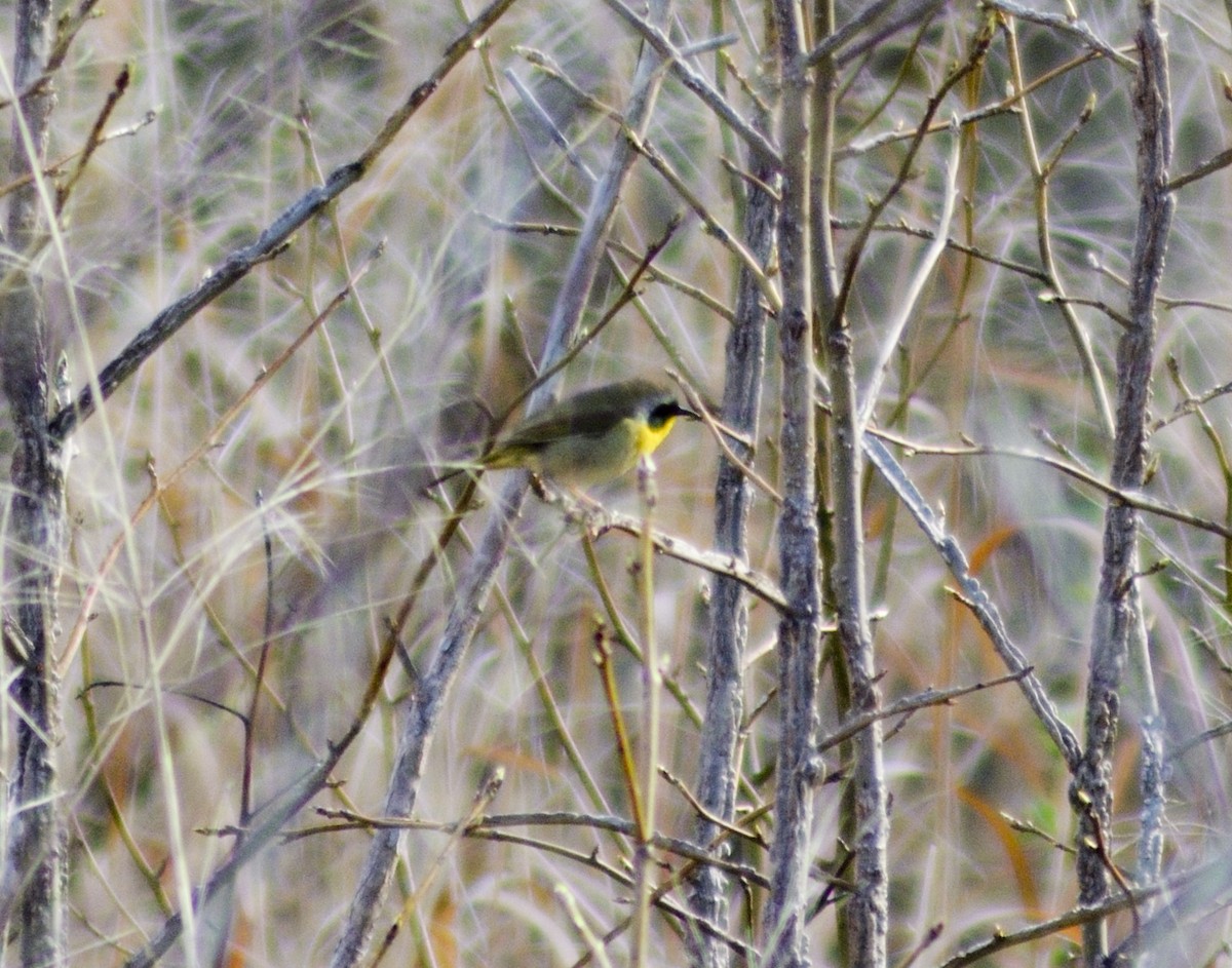 Common Yellowthroat - ML549804891