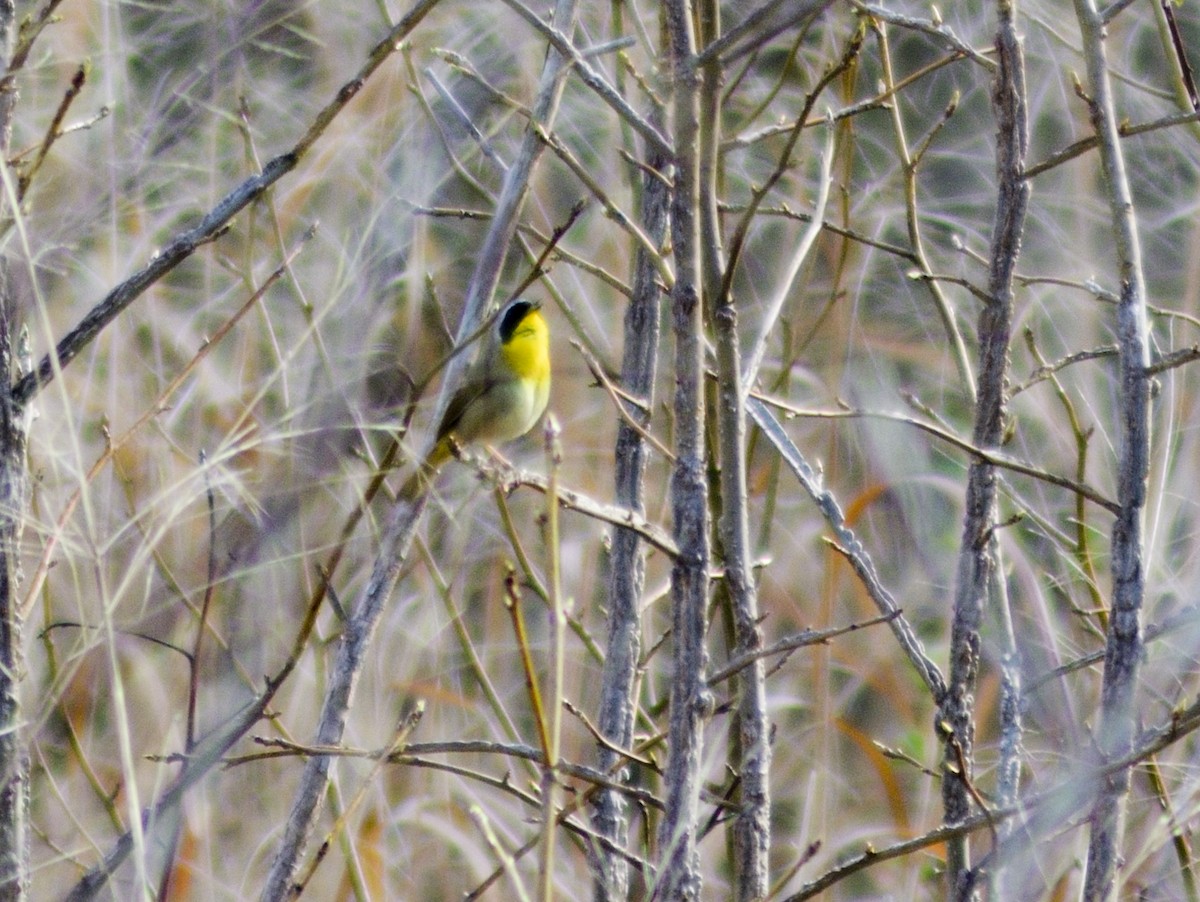 Common Yellowthroat - ML549804901