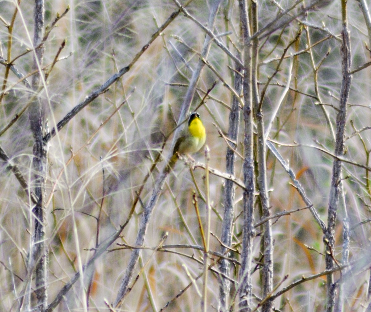 Common Yellowthroat - ML549804921