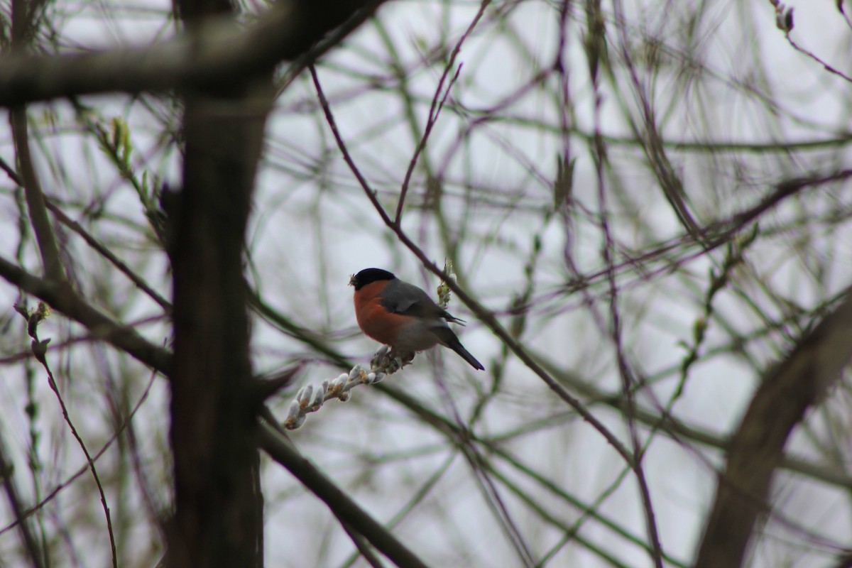 Eurasian Bullfinch - Edgar Joly