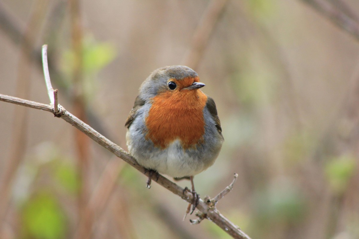 European Robin - ML549805311