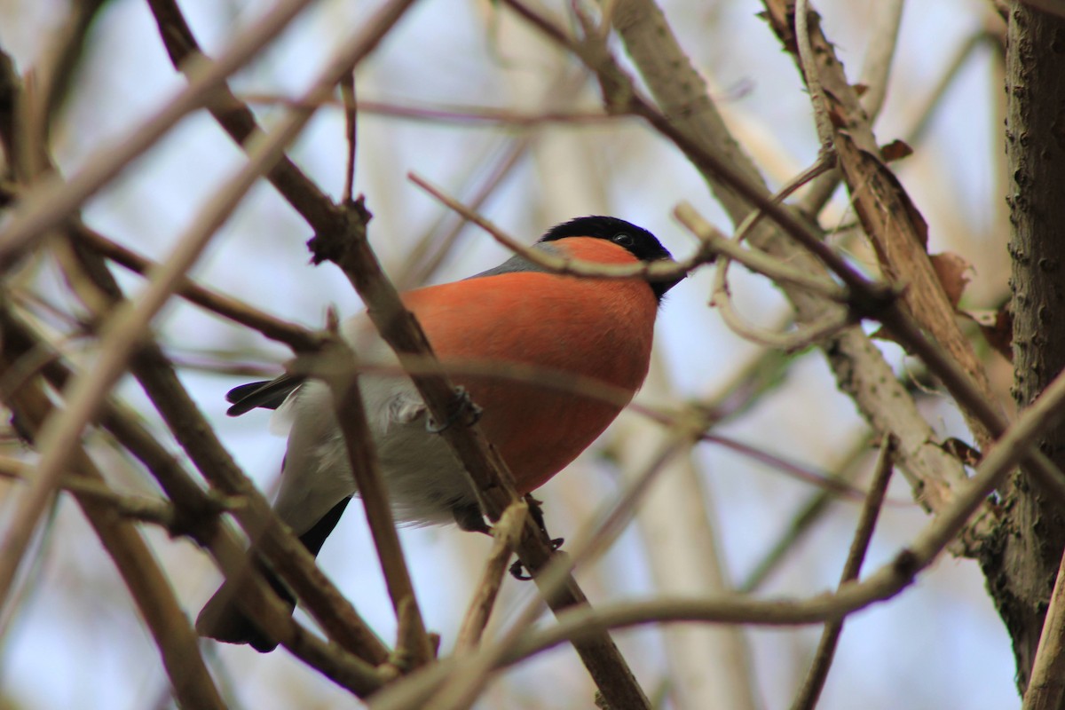 Eurasian Bullfinch - ML549805461