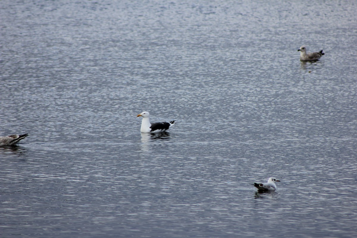 Lesser Black-backed Gull - ML549805641