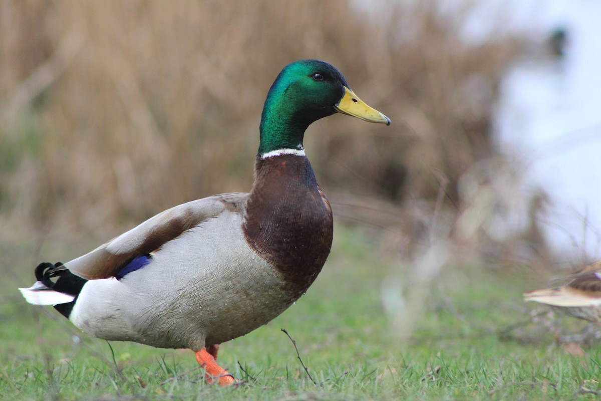 Mallard - ML549805811