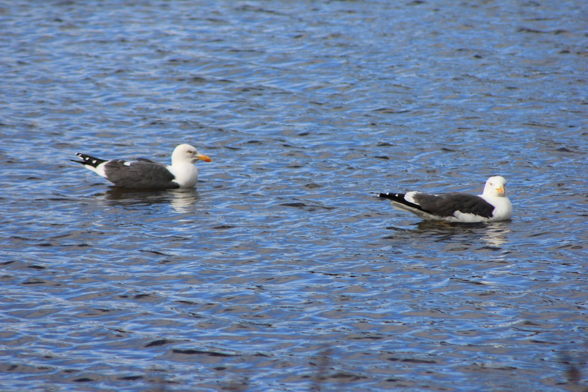 Lesser Black-backed Gull - ML549805851