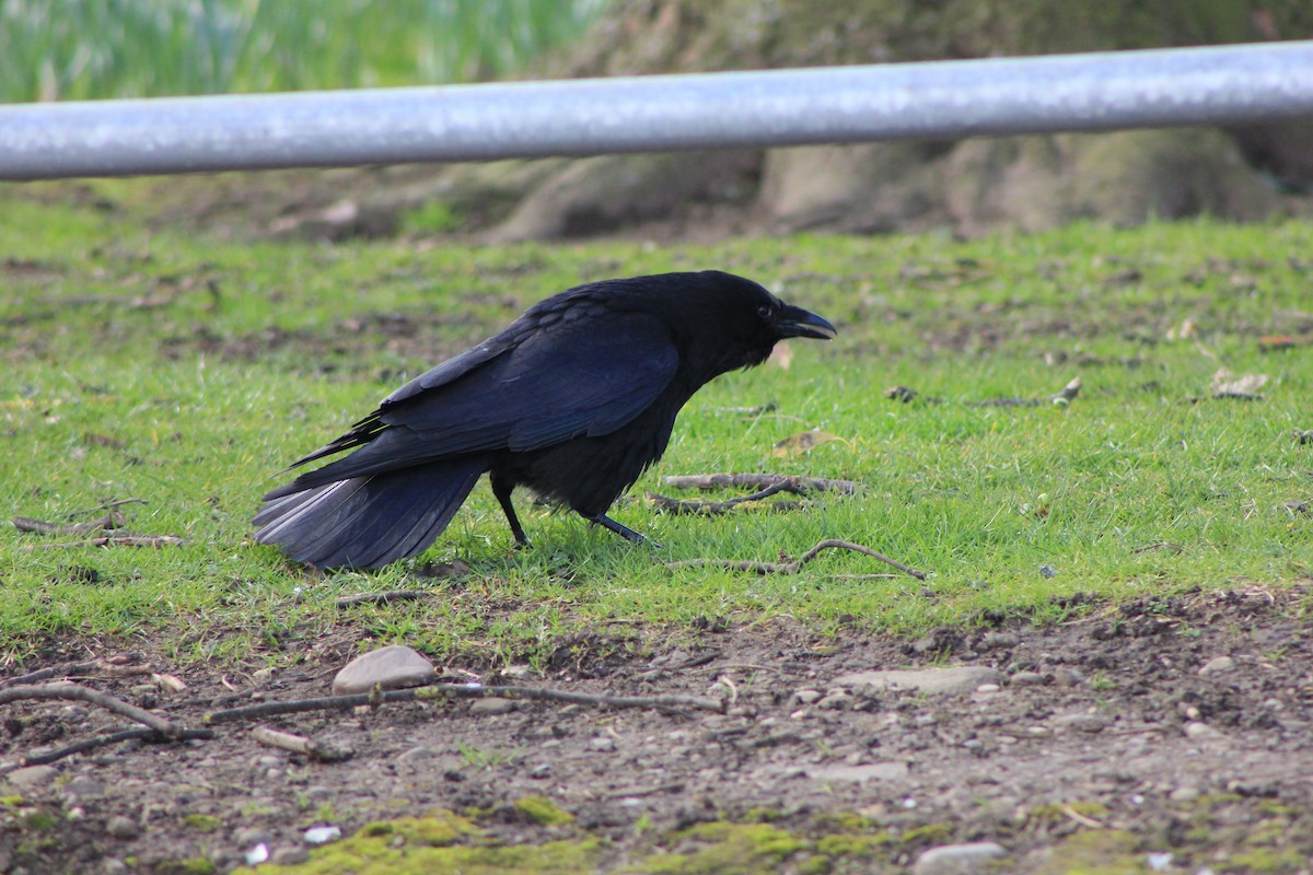 Carrion Crow - ML549805991