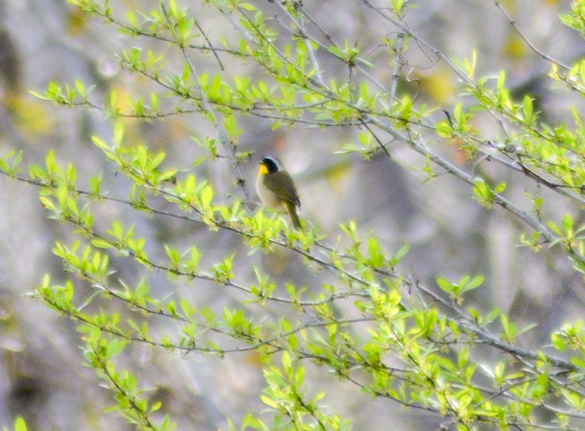 Common Yellowthroat - ML549806421